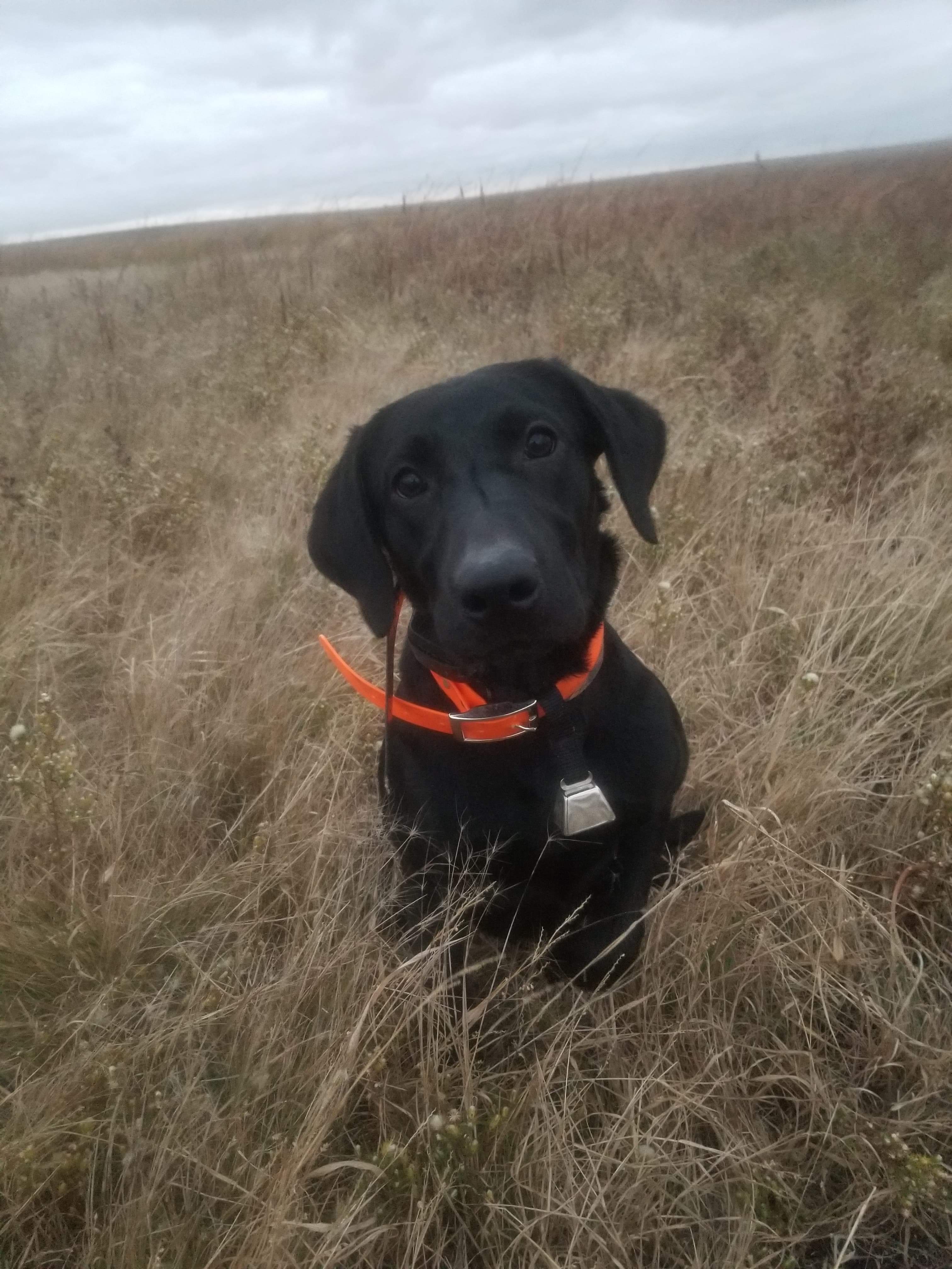 Lindleys Leaving You Breathless | Black Labrador Retriver