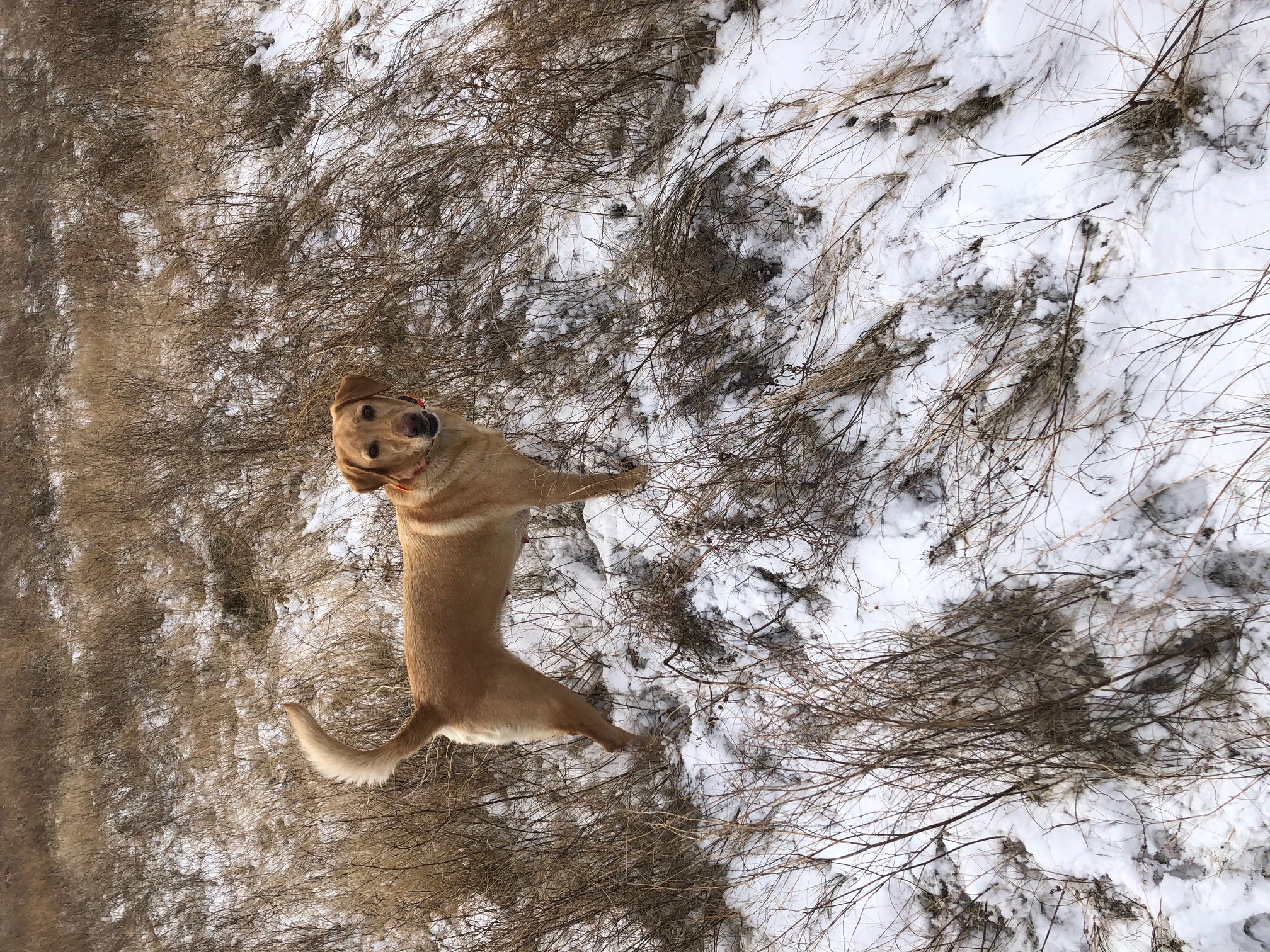 NALA GOLD DANCER | Yellow Labrador Retriver