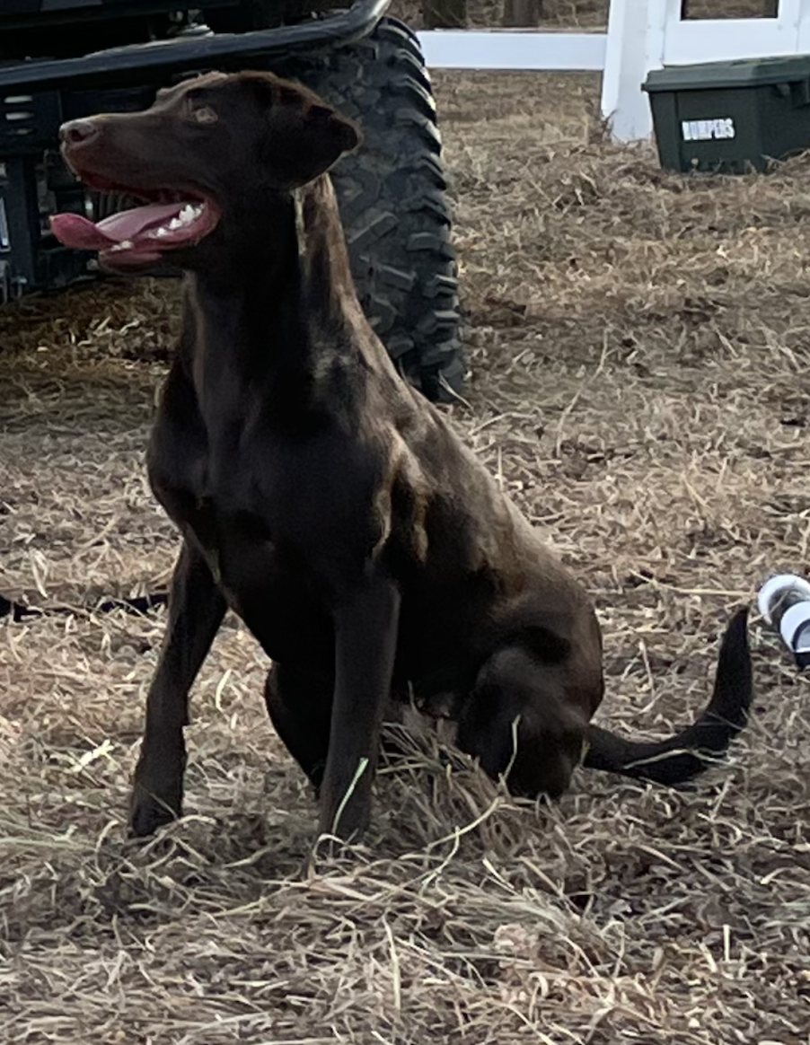 New Era Labradors Lady Sig | Chocolate Labrador Retriver