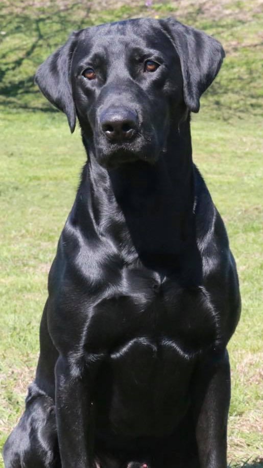 TNA’s The Maximum Addiction MH | Black Labrador Retriver