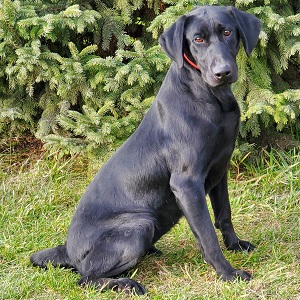 Brensue's Alexa Hunt Them Up | Black Labrador Retriver