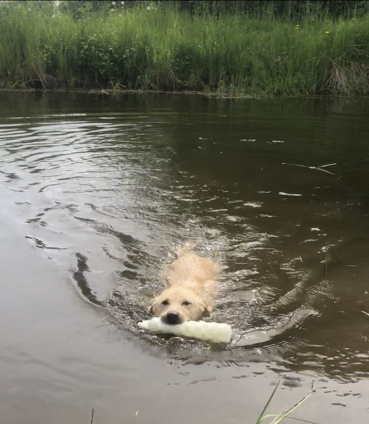 SHR East End’s Whispering Soul | Yellow Labrador Retriver