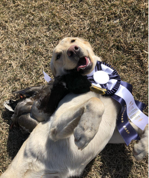 SHR East End’s Whispering Soul | Yellow Labrador Retriver