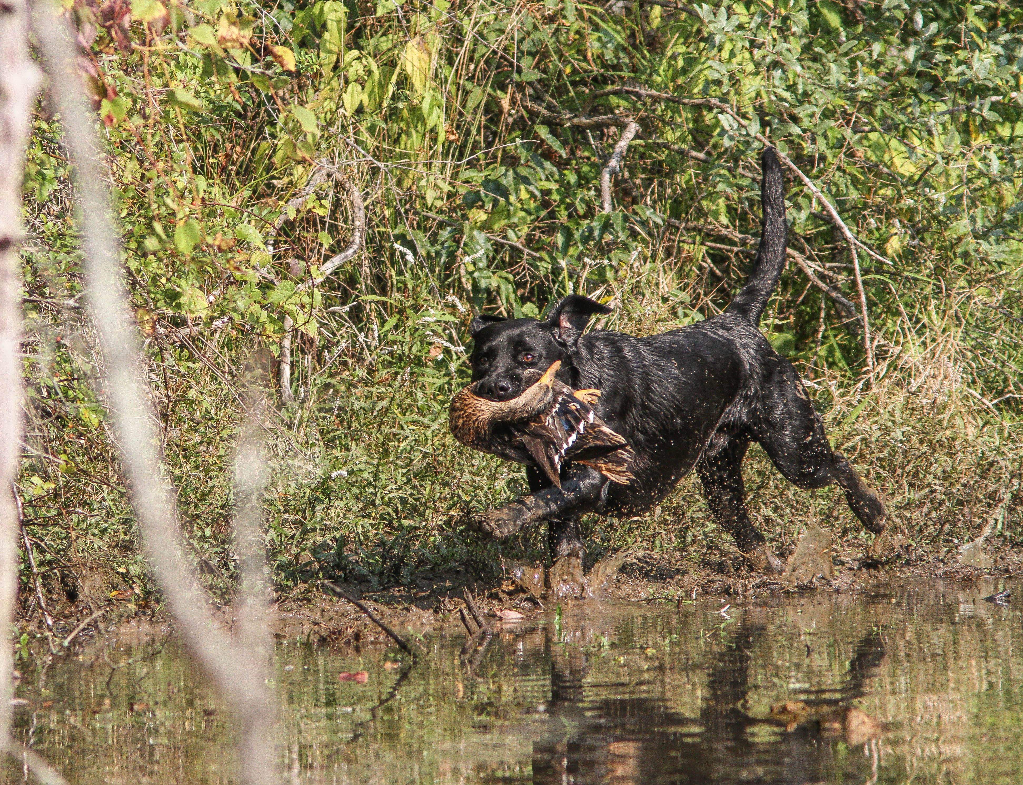 HRCH UH George Samuel Patton | Black Labrador Retriver