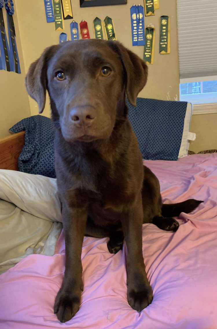 East End’s Reading Under The Willow | Chocolate Labrador Retriver