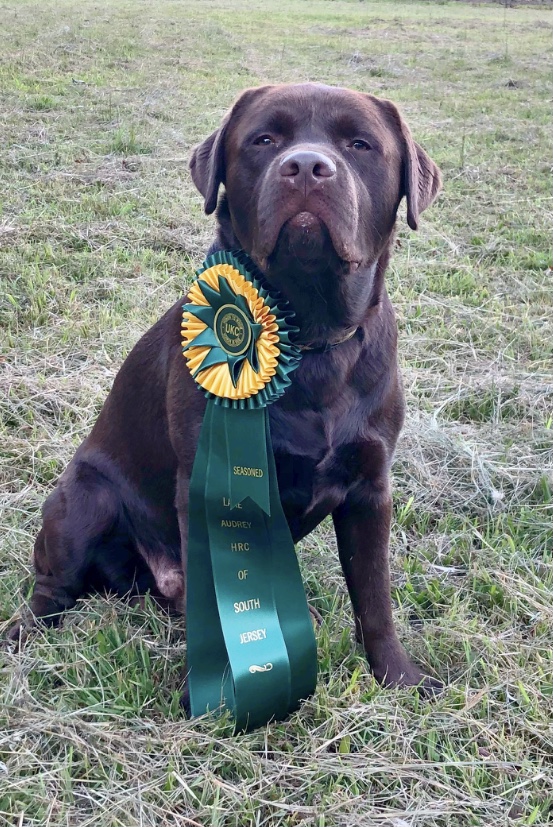 HR Sir Henry Bryant Of The Chesapeake SH WCX | Chocolate Labrador Retriver