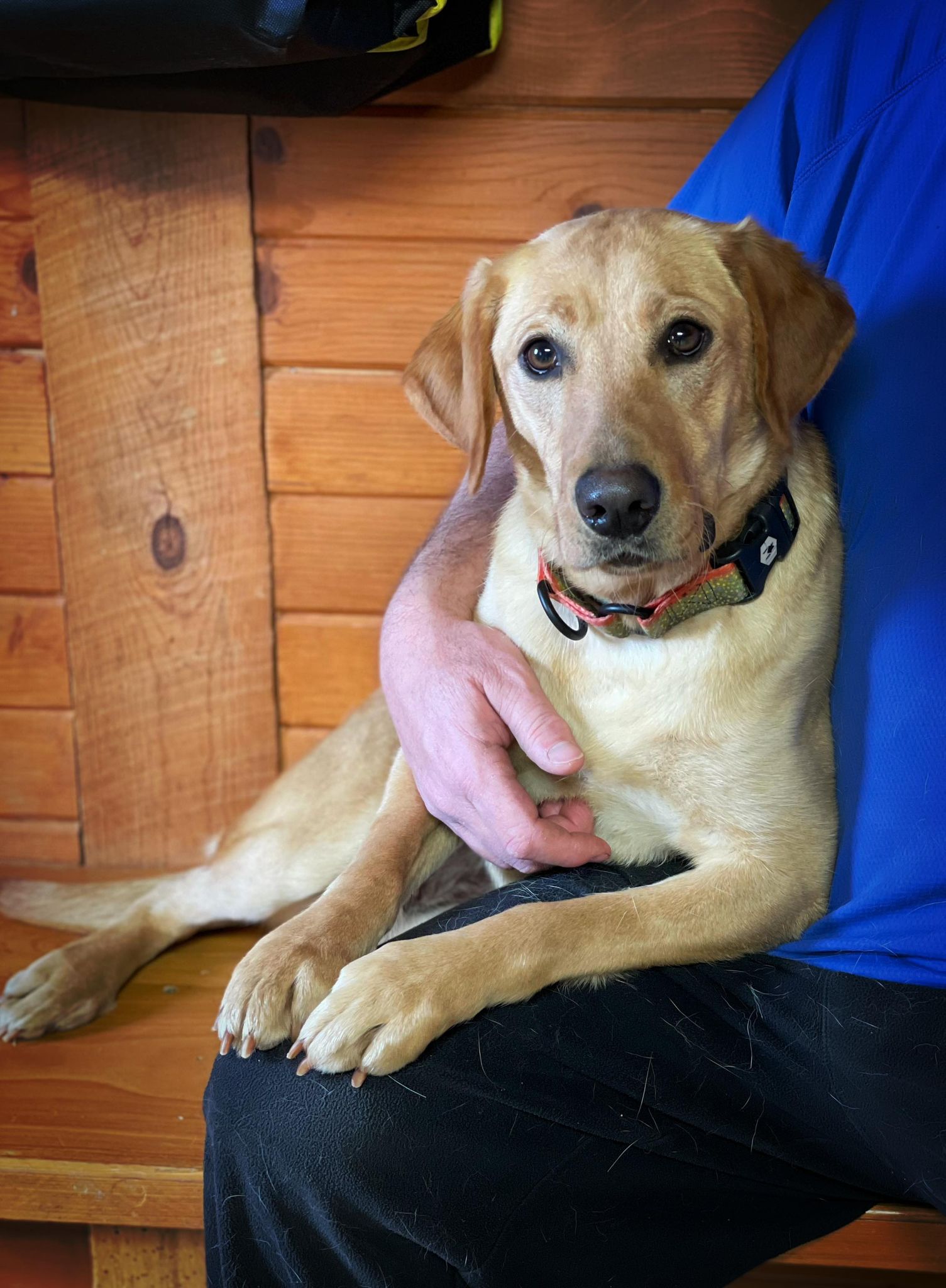 Rushmore’s Suns Up Guns Up VHMA TKN | Yellow Labrador Retriver