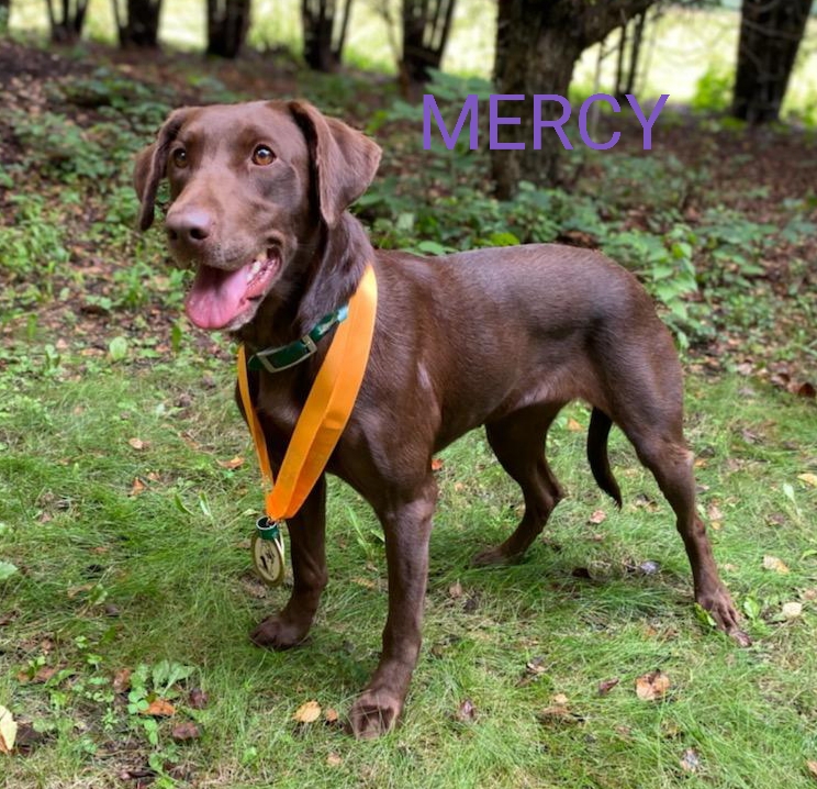 SHR Red Hots Lord Have Mercy | Chocolate Labrador Retriver