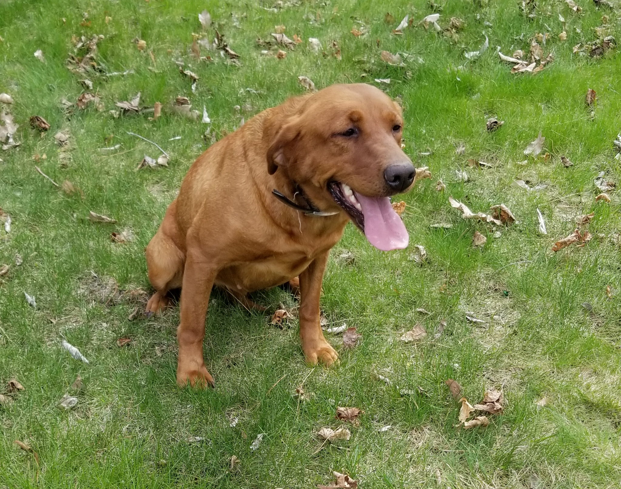 Red Hot And Stylish | Yellow Labrador Retriver