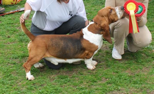 Wenken's Haggrid | Basset Hound 