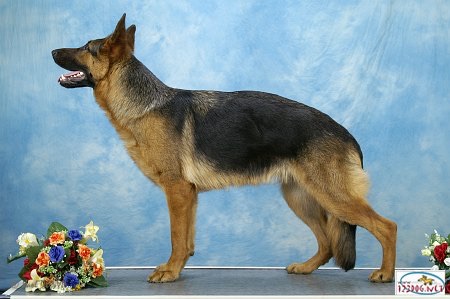 Kiowa-Appache van Ingjo | German Shepherd Dog 