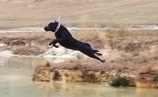 Silverbrooks Bold And Daring MH | Black Labrador Retriver