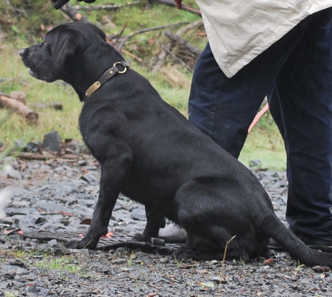 Clubmead’s Eighty Proof | Black Labrador Retriver