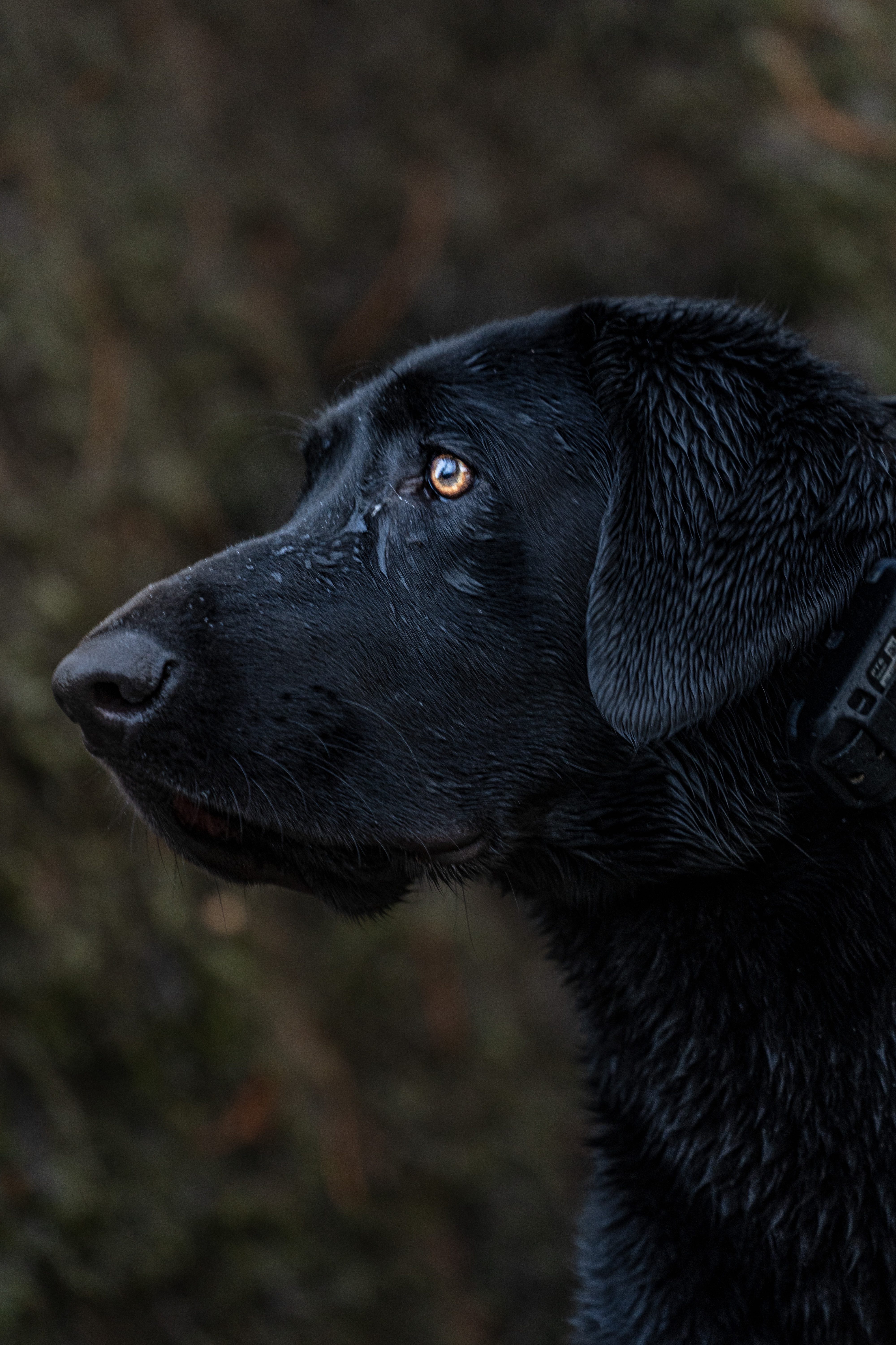 Jetta Kate The Timber Dog | Black Labrador Retriver