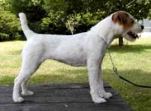 Little Eden Rendezvous | Jack Russell Terrier 