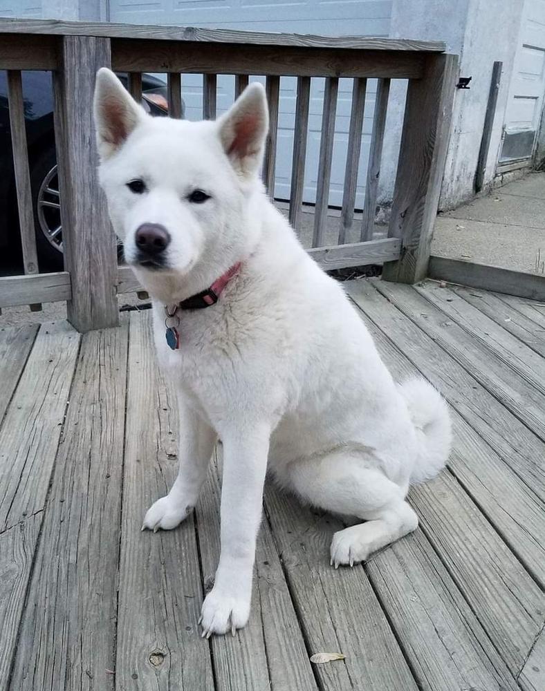 Bear Claws Lita | Akita 