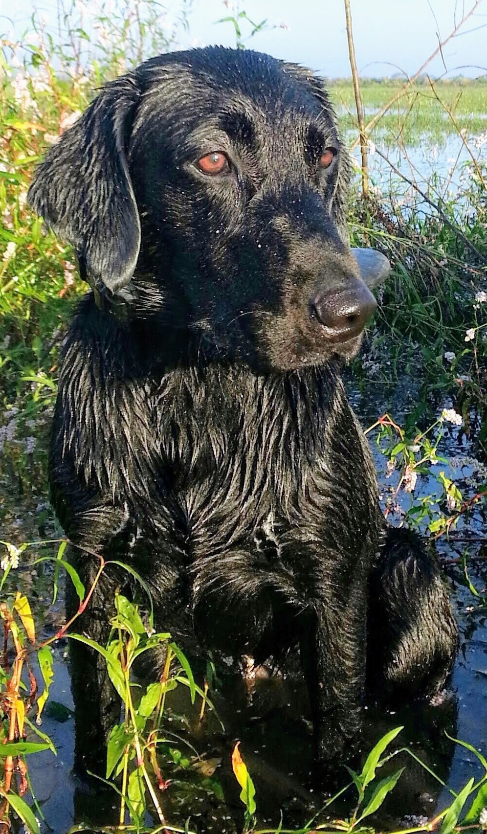 Tiger Mountains Texas Alexis SH | Black Labrador Retriver