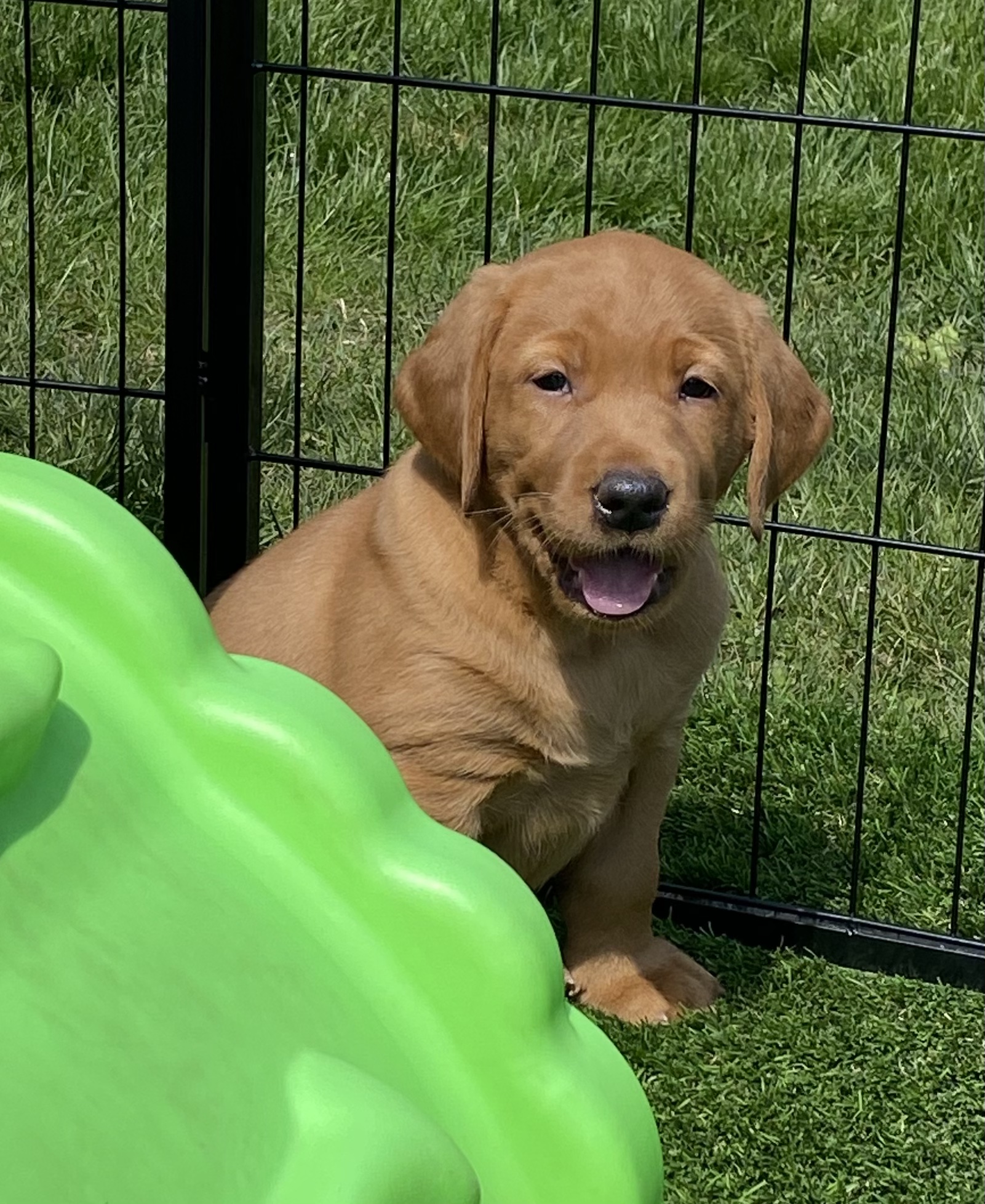 QTK Red Storm on the Horizon | Yellow Labrador Retriver