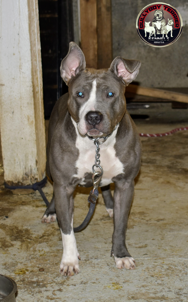 TRON'S SAPPHIRE | American Pit Bull Terrier 