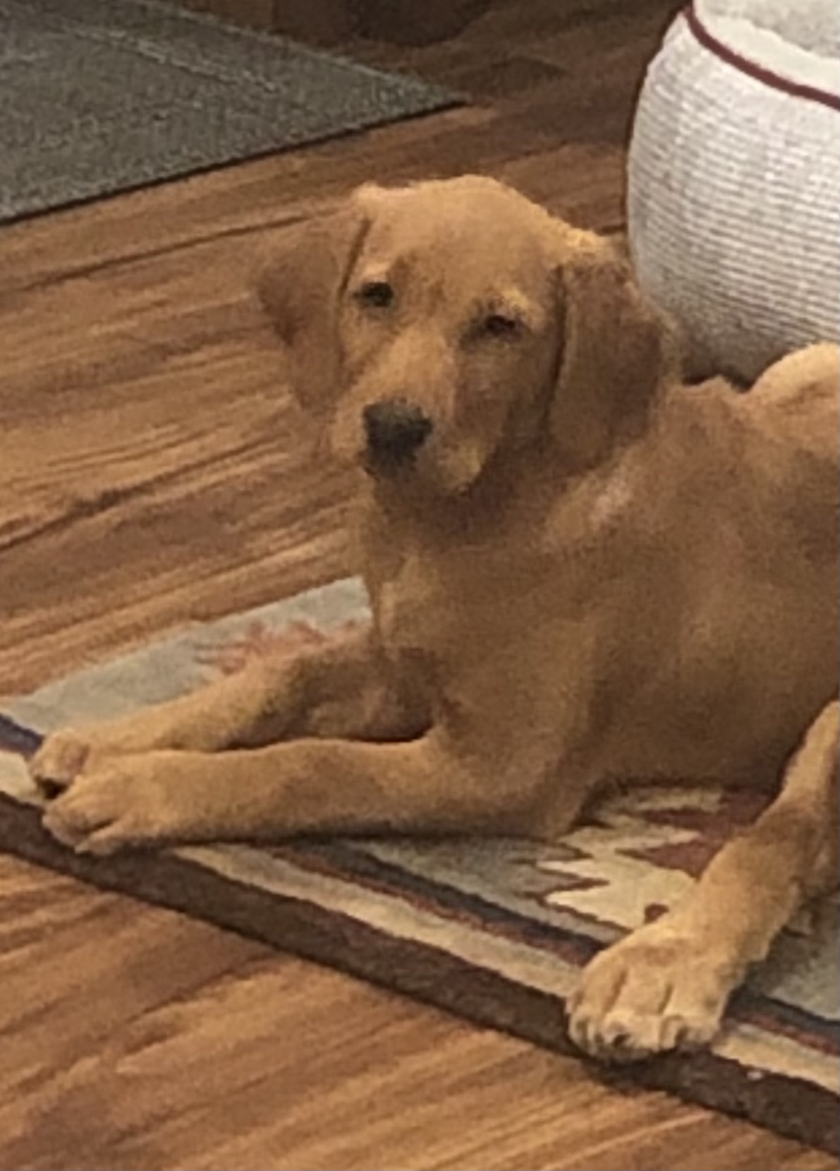 QTK Red Storm on the Horizon | Yellow Labrador Retriver