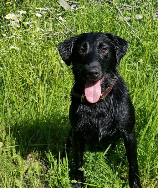 Hazel Saves The Day | Black Labrador Retriver