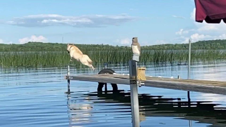 Drakehavens Daisy | UNKN Labrador Retriver