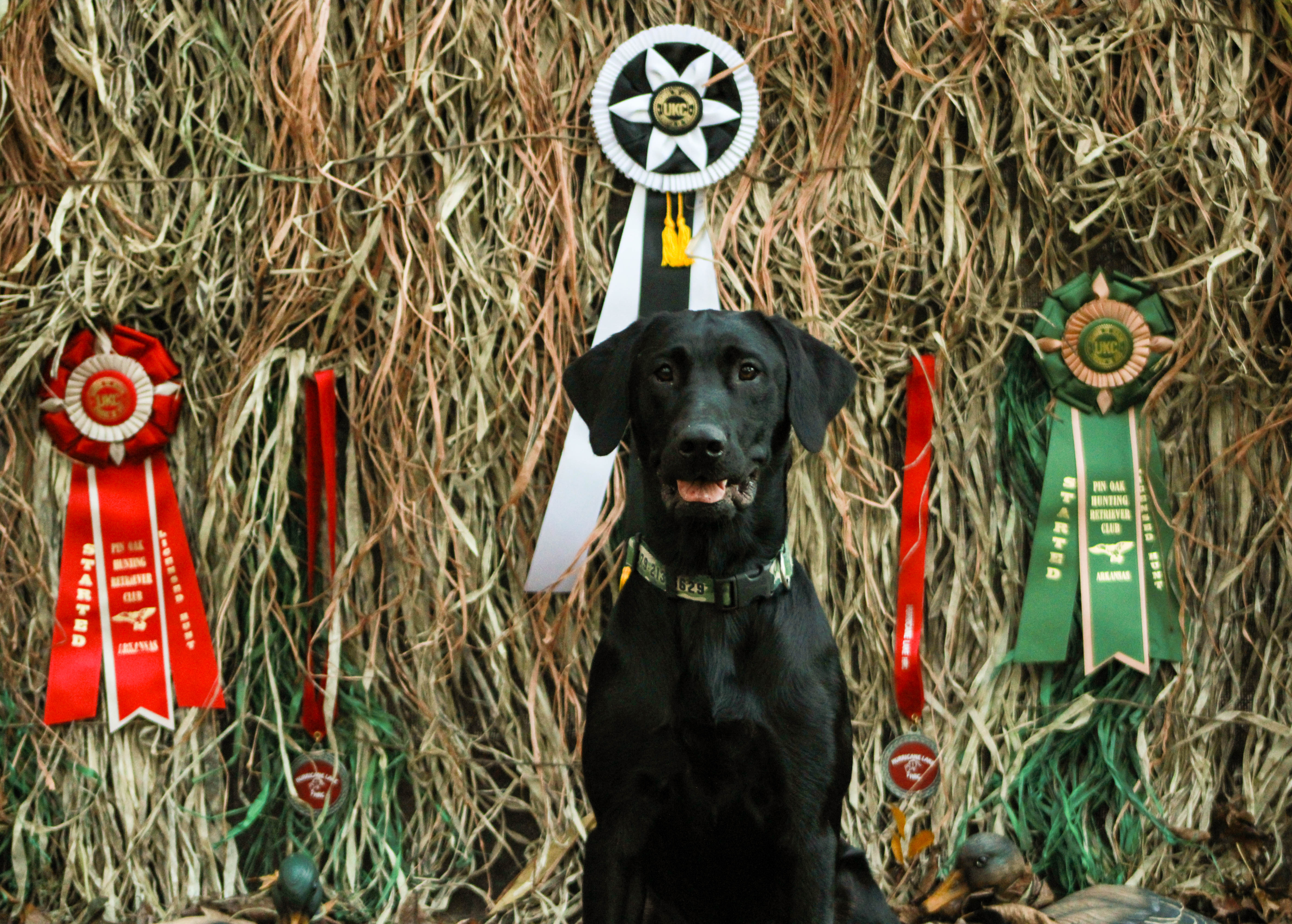 Blackswamp Reverend Mmxx SHR | Black Labrador Retriver