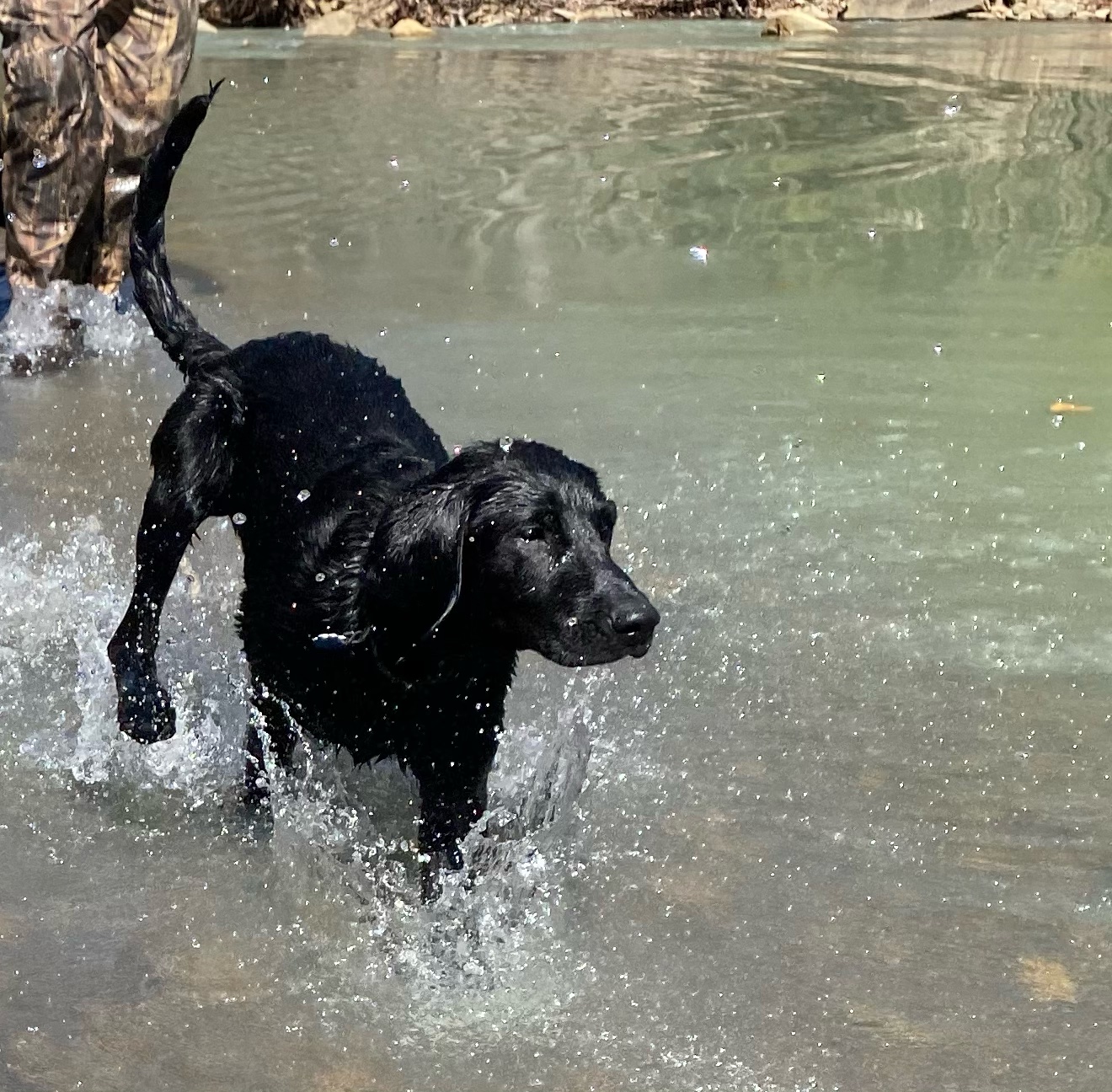 Blackswamp Reverend Mmxx SHR | Black Labrador Retriver