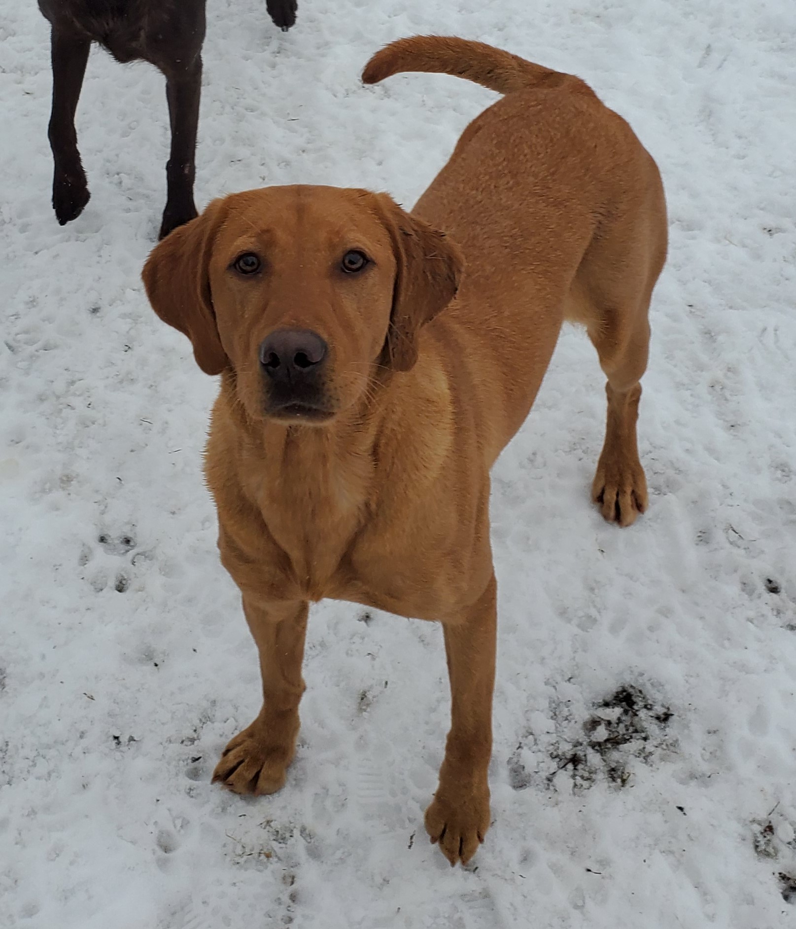 Jessie's Yo Gabba Gabba Of Torg | Yellow Labrador Retriver