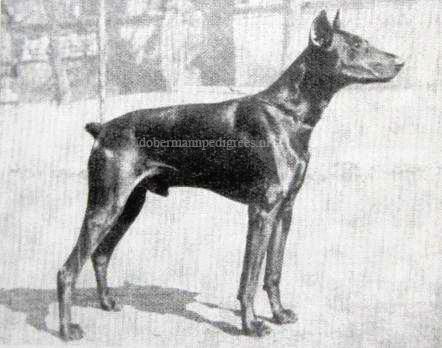 Desir v. Glückswinkel | Black Doberman Pinscher