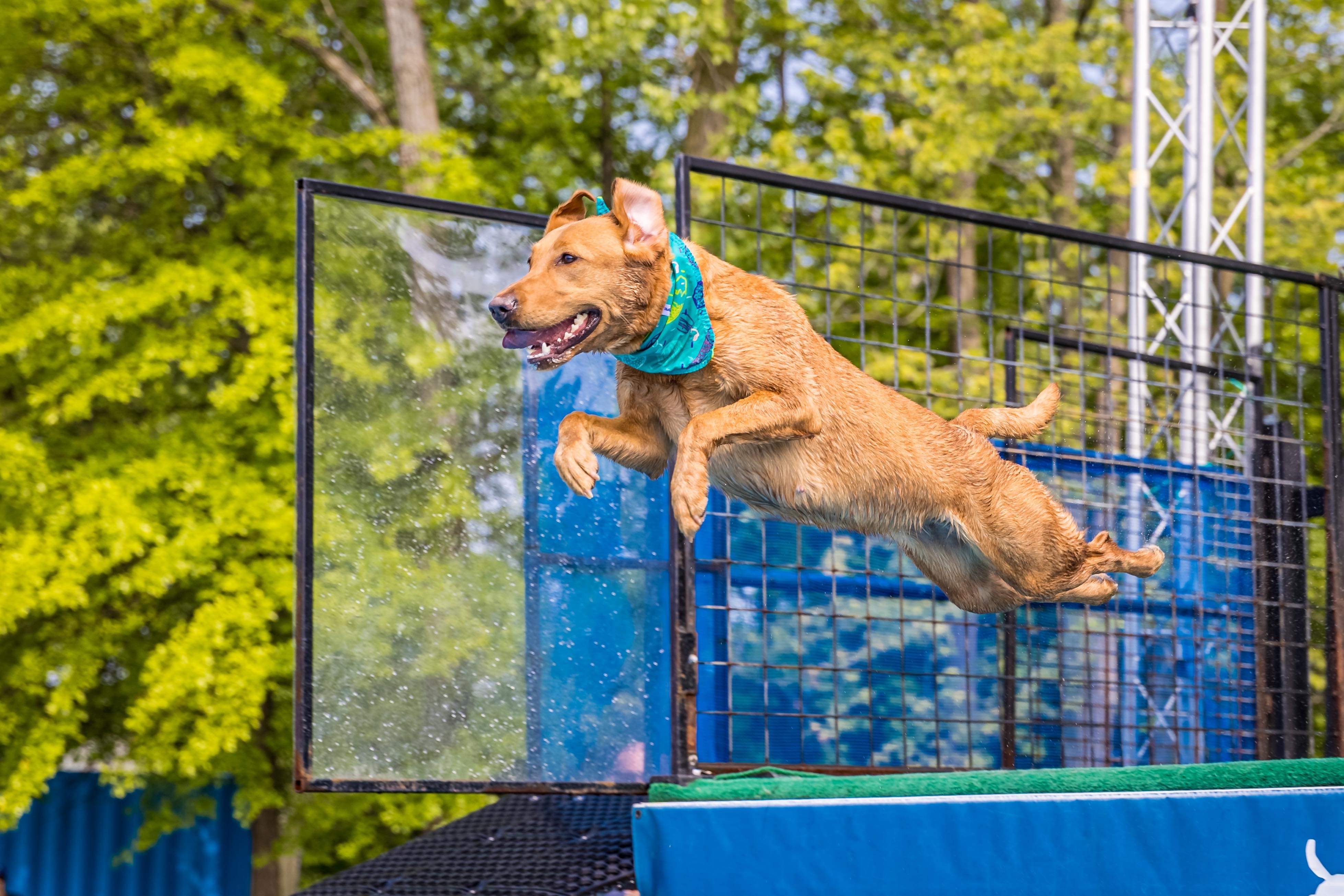 UP Labradors C’est La Vie, It’s A Myztri DS CGC | Yellow Labrador Retriver