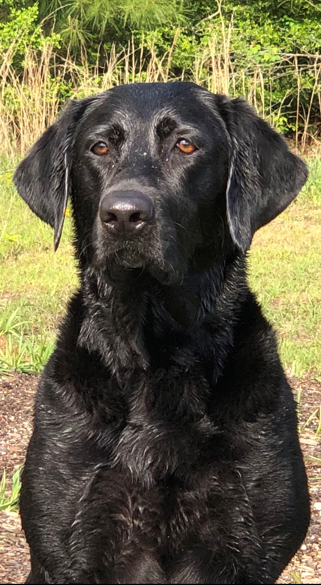 Mia's Magpie Wish Of The Night | Black Labrador Retriver