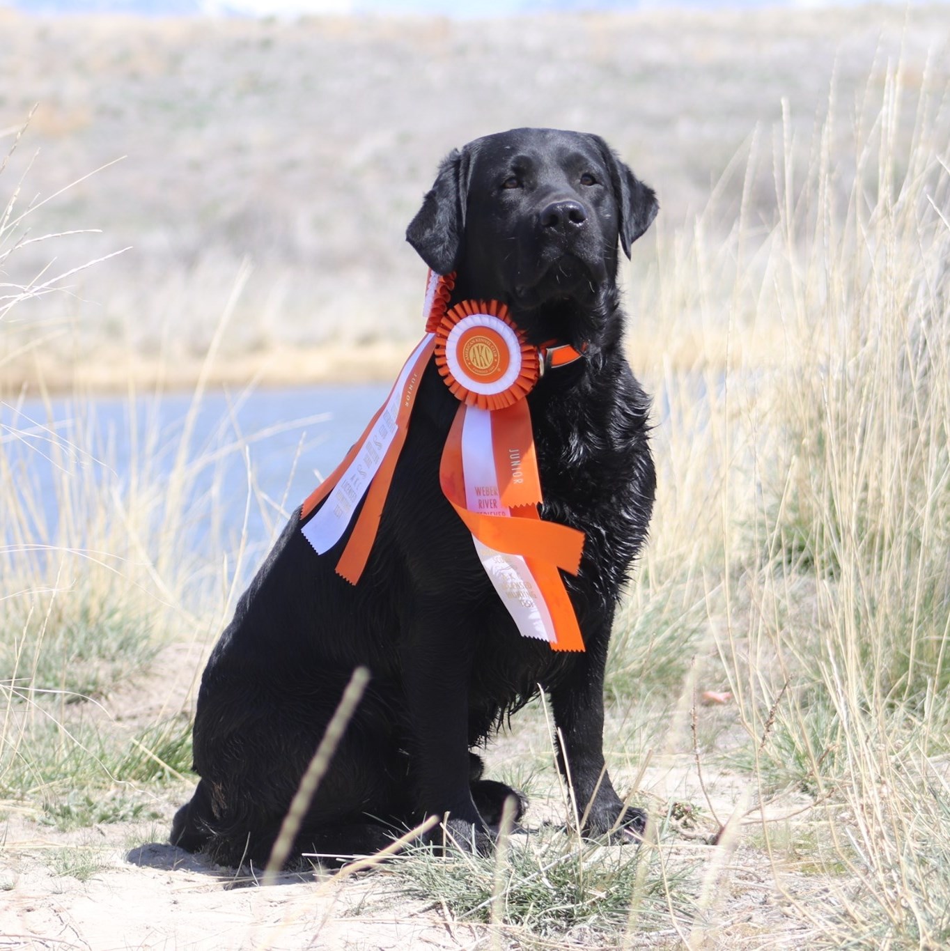 BIS GCH Everso's Mutiny JH | Black Labrador Retriver