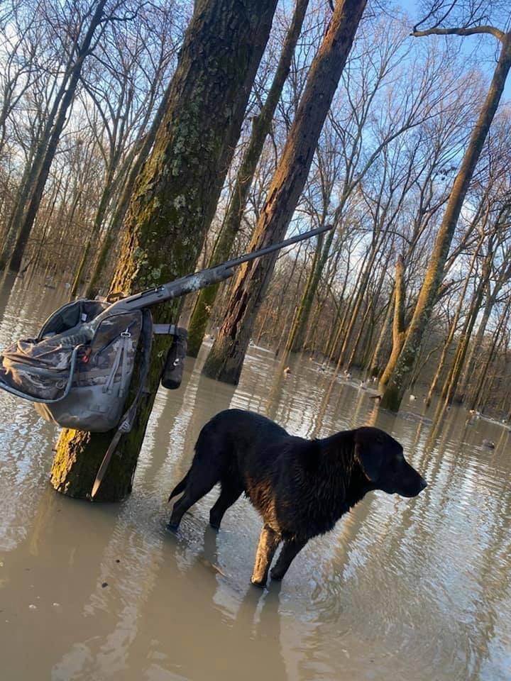 HRCH Bens Ace In The Hole MH | Black Labrador Retriver