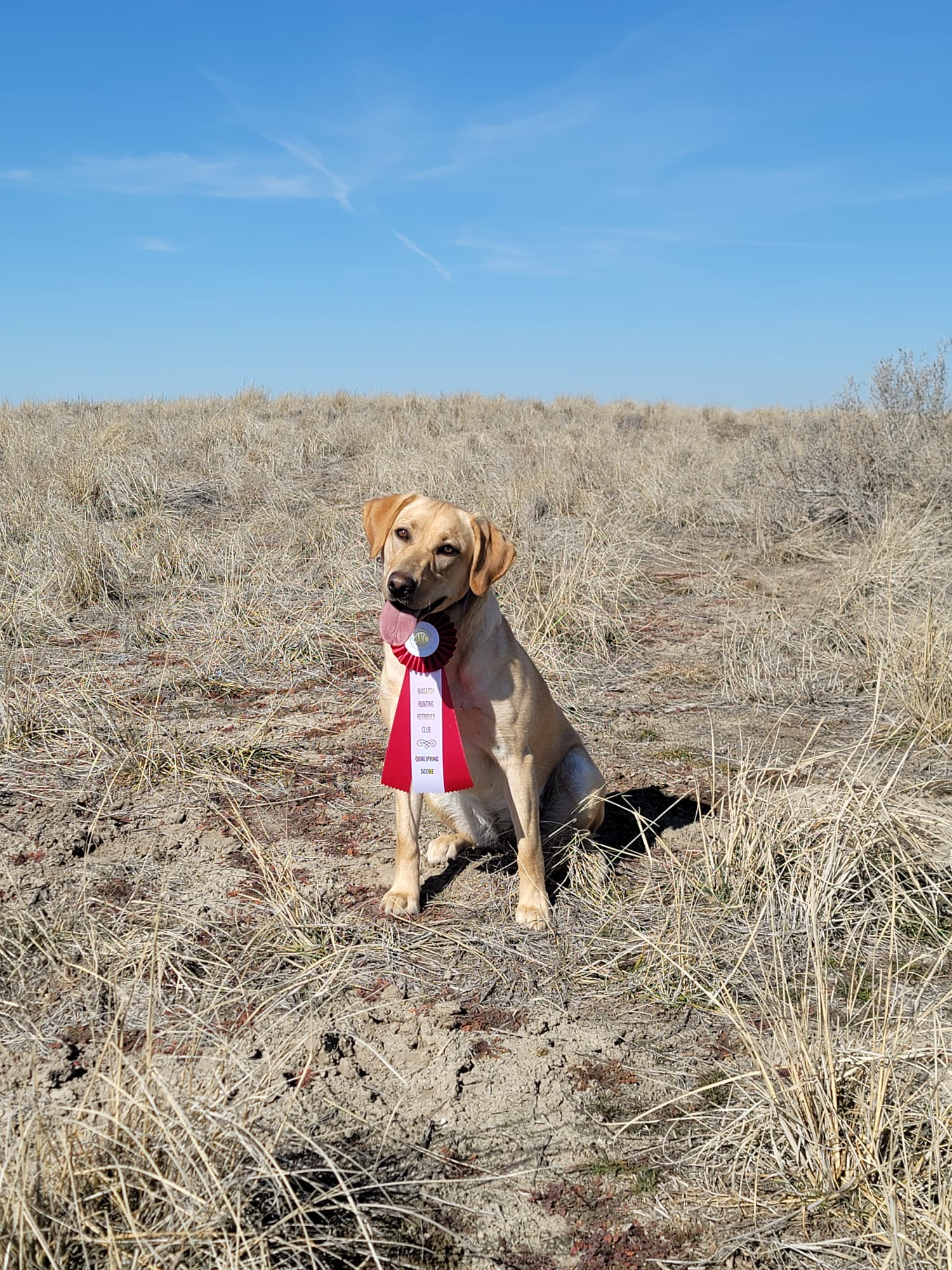 Jack Creek’s License To Thrill CGC TKI | Yellow Labrador Retriver