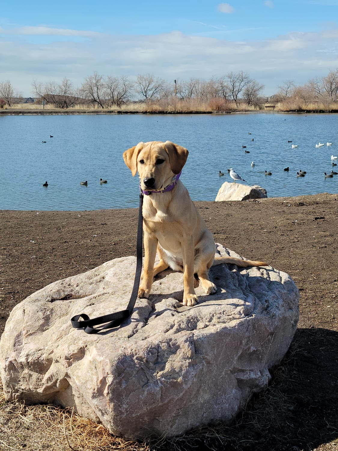 Jack Creek’s License To Thrill CGC TKI | Yellow Labrador Retriver