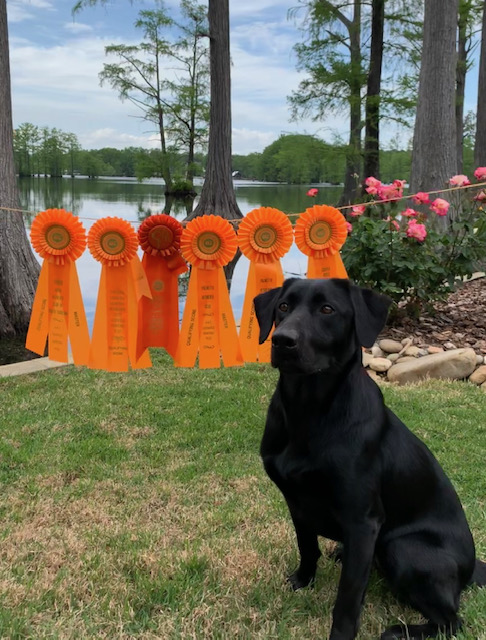 Holt Lake's Old Mill Outlaw MH | Black Labrador Retriver