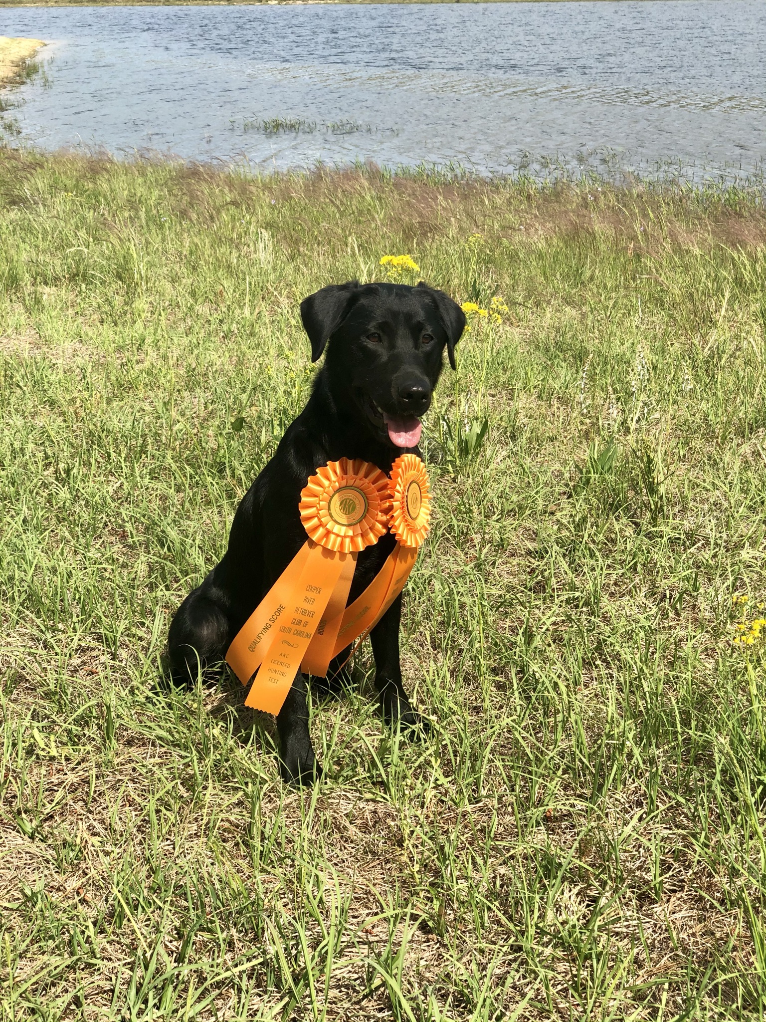 SHR Deer Hall’s Kalamity Kate SH | Black Labrador Retriver