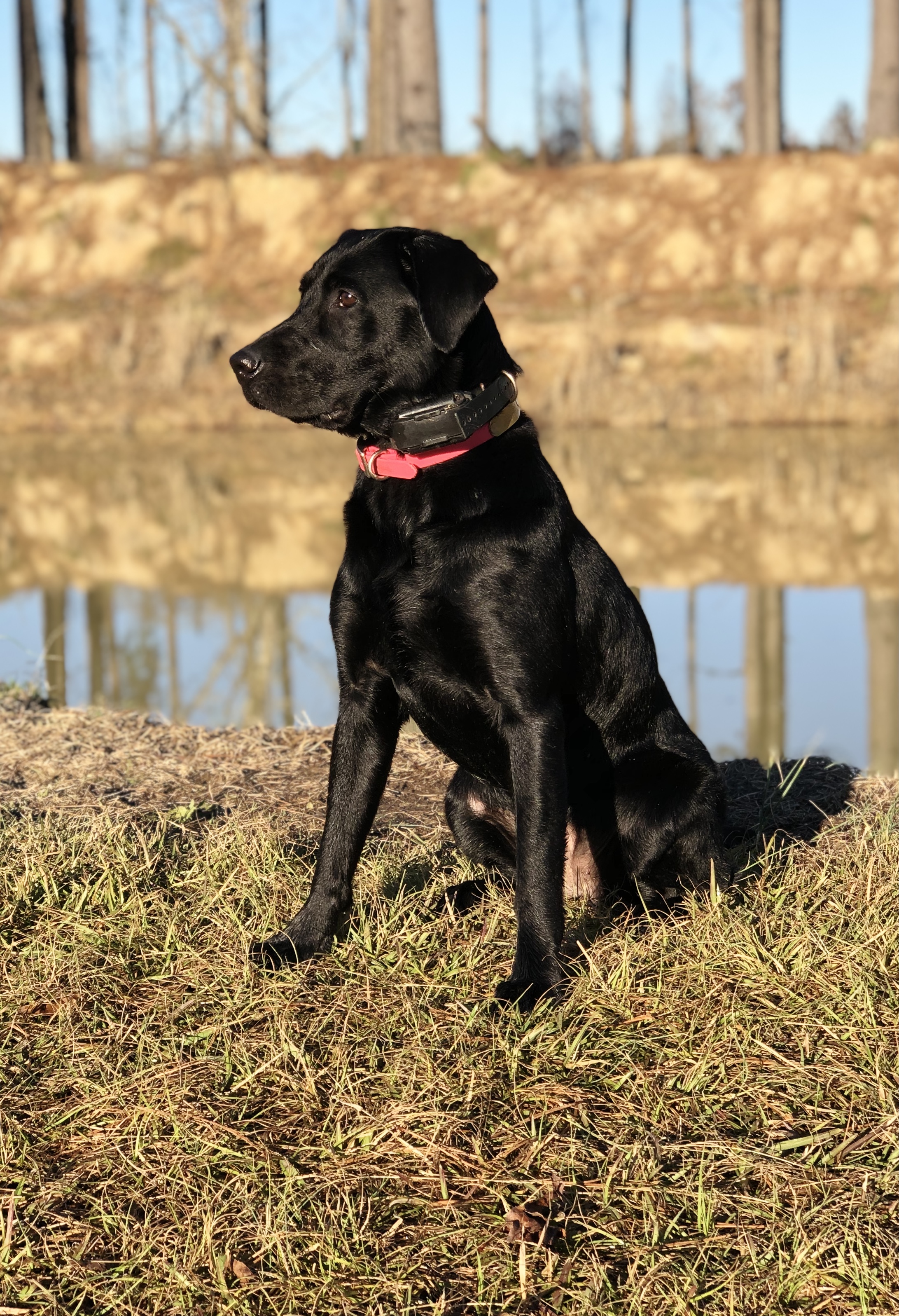 SHR Deer Hall’s Kalamity Kate SH | Black Labrador Retriver