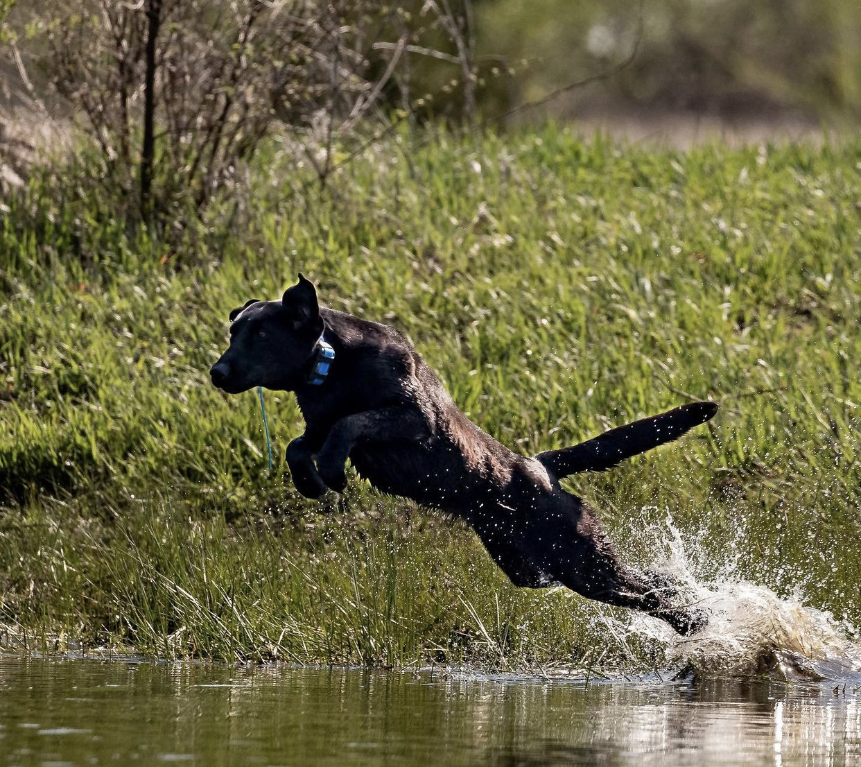 SHR Black Shadow Of Tiger Mtn's Gamble | Black Labrador Retriver