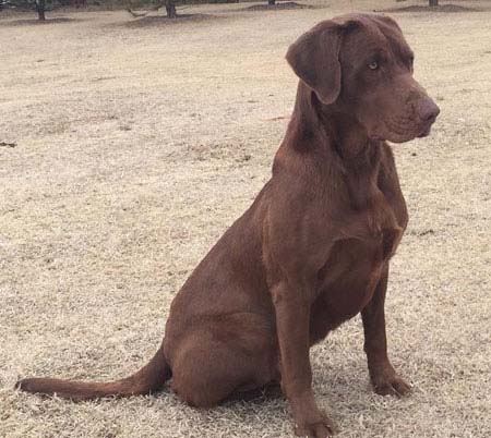 Southland Maxwell's Good To The Last Drop | UNKN Labrador Retriver