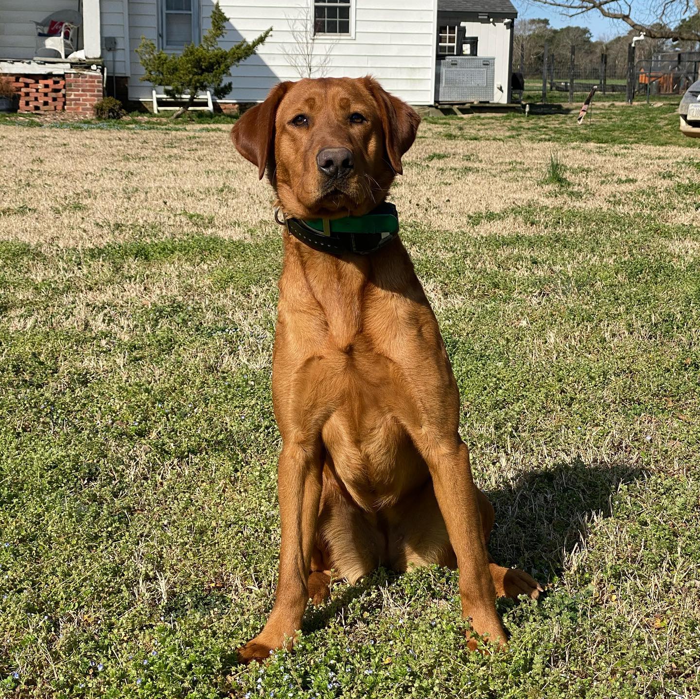 Benelli Of The Alamo | Yellow Labrador Retriver