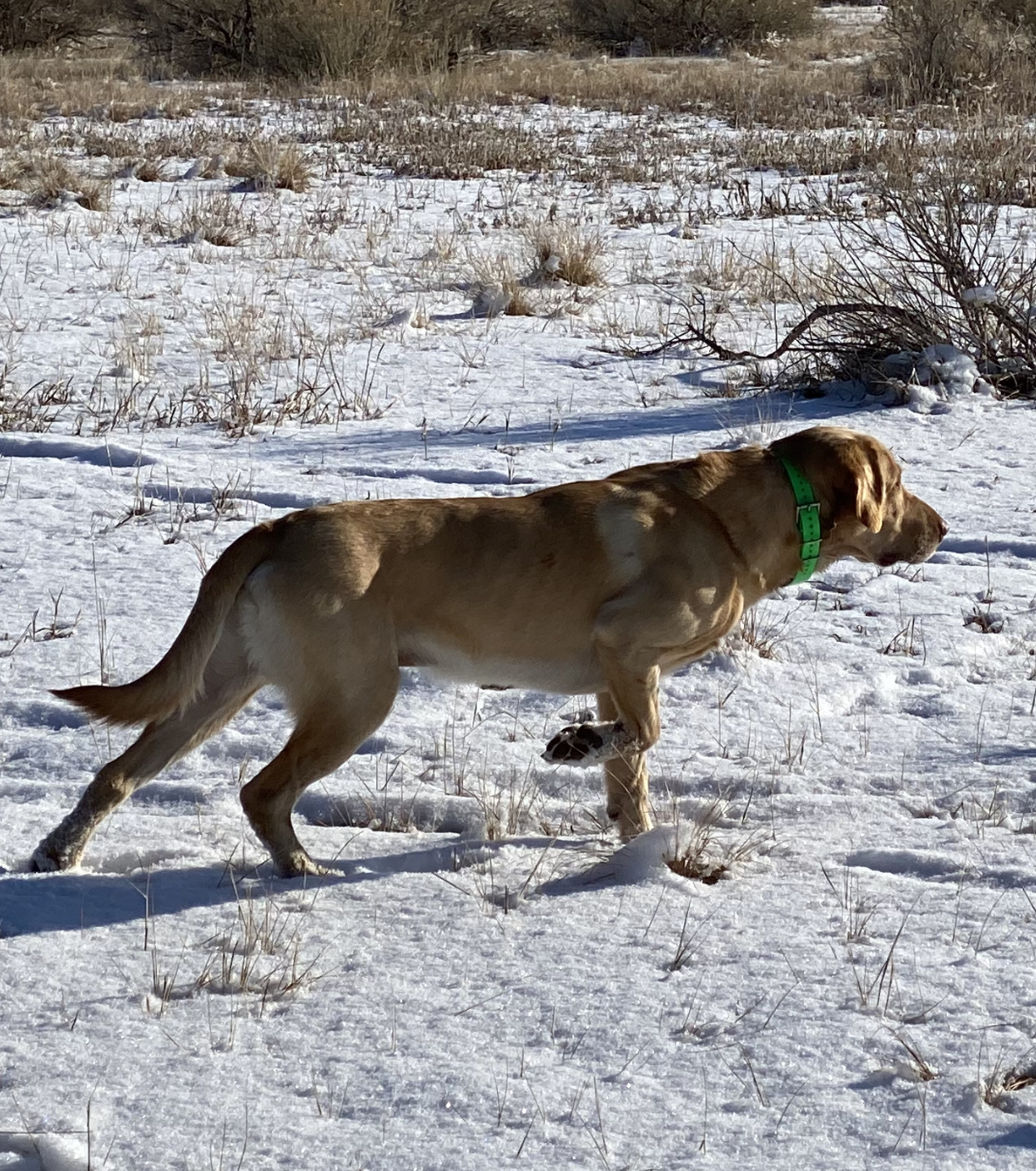 CPR, SHR Beau Of High Regard | Yellow Labrador Retriver