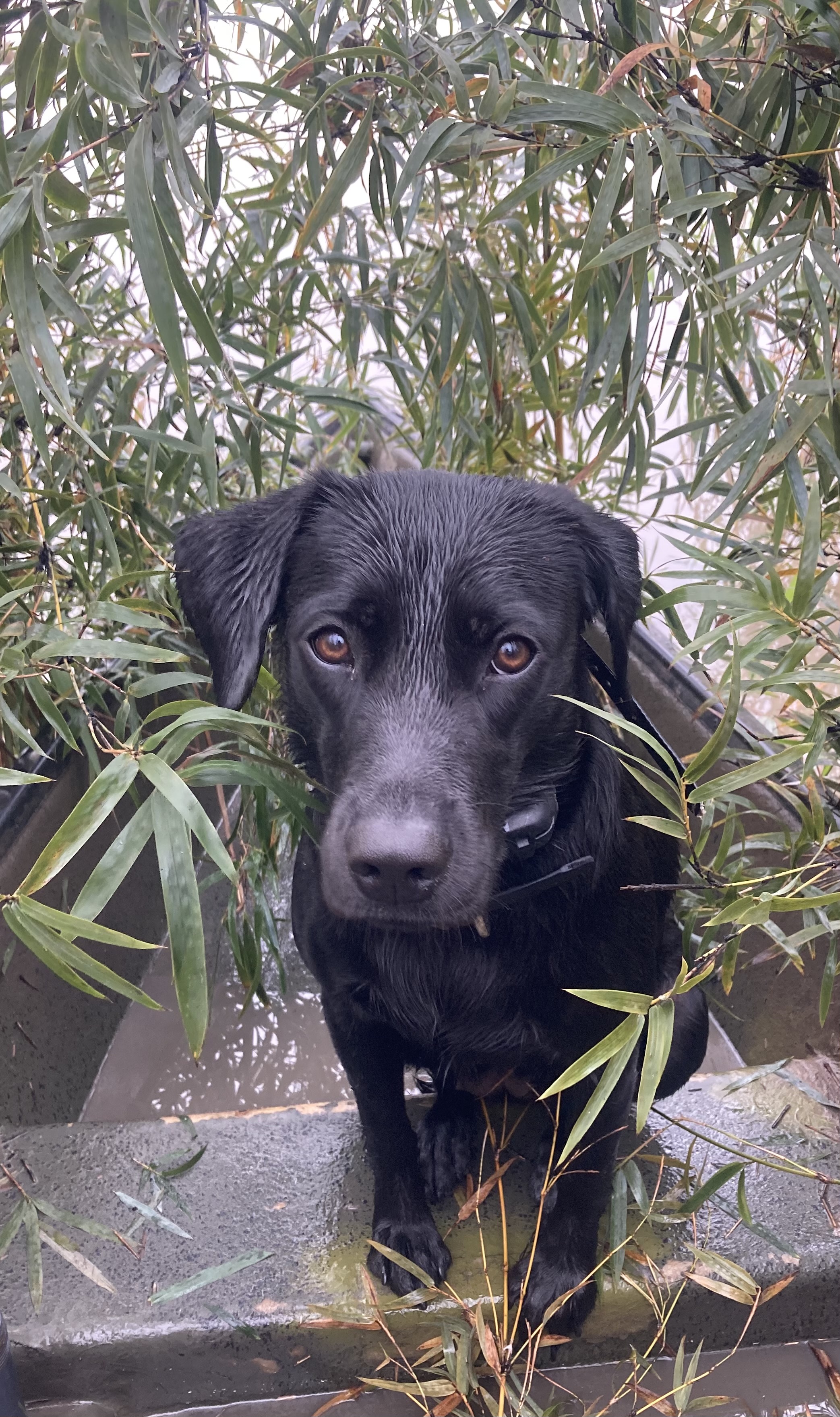 HR Kabrich's Tea And Crumpets Coco | Black Labrador Retriver