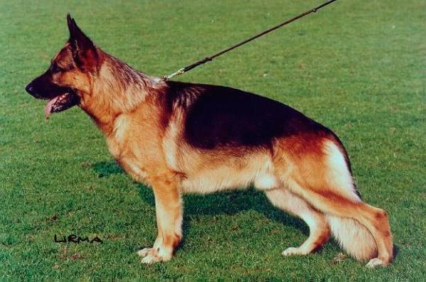 Lord vom Georg Vicktor Turm | German Shepherd Dog 