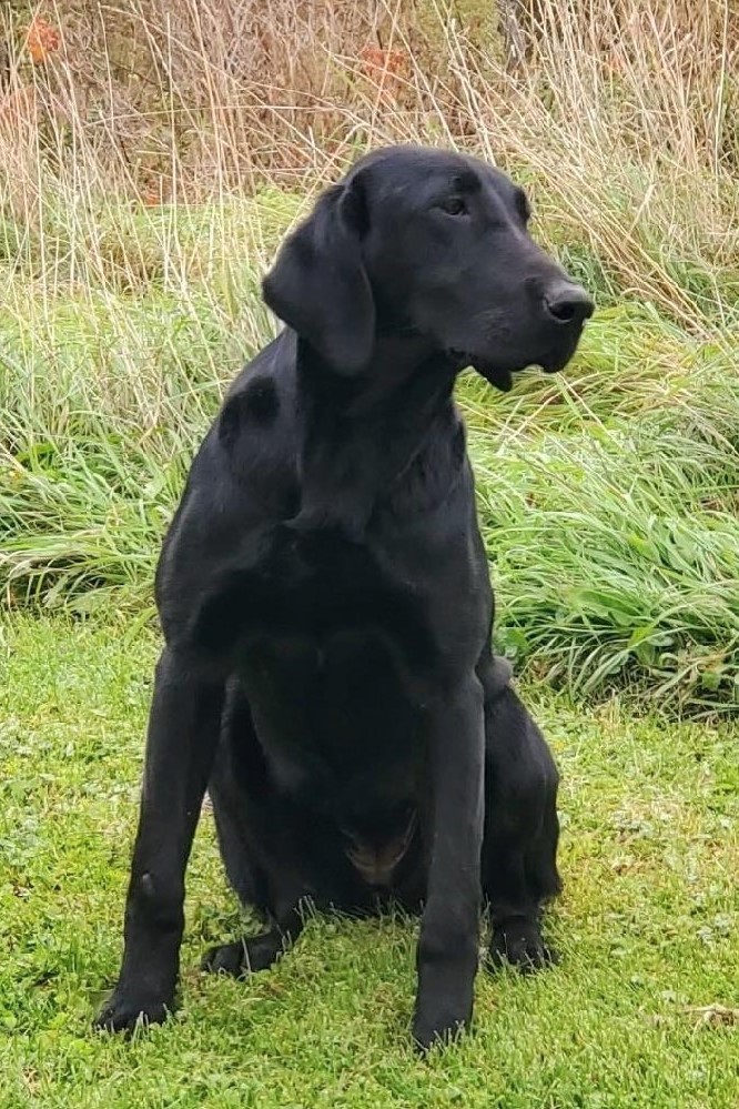 Chanel Girl | Black Labrador Retriver