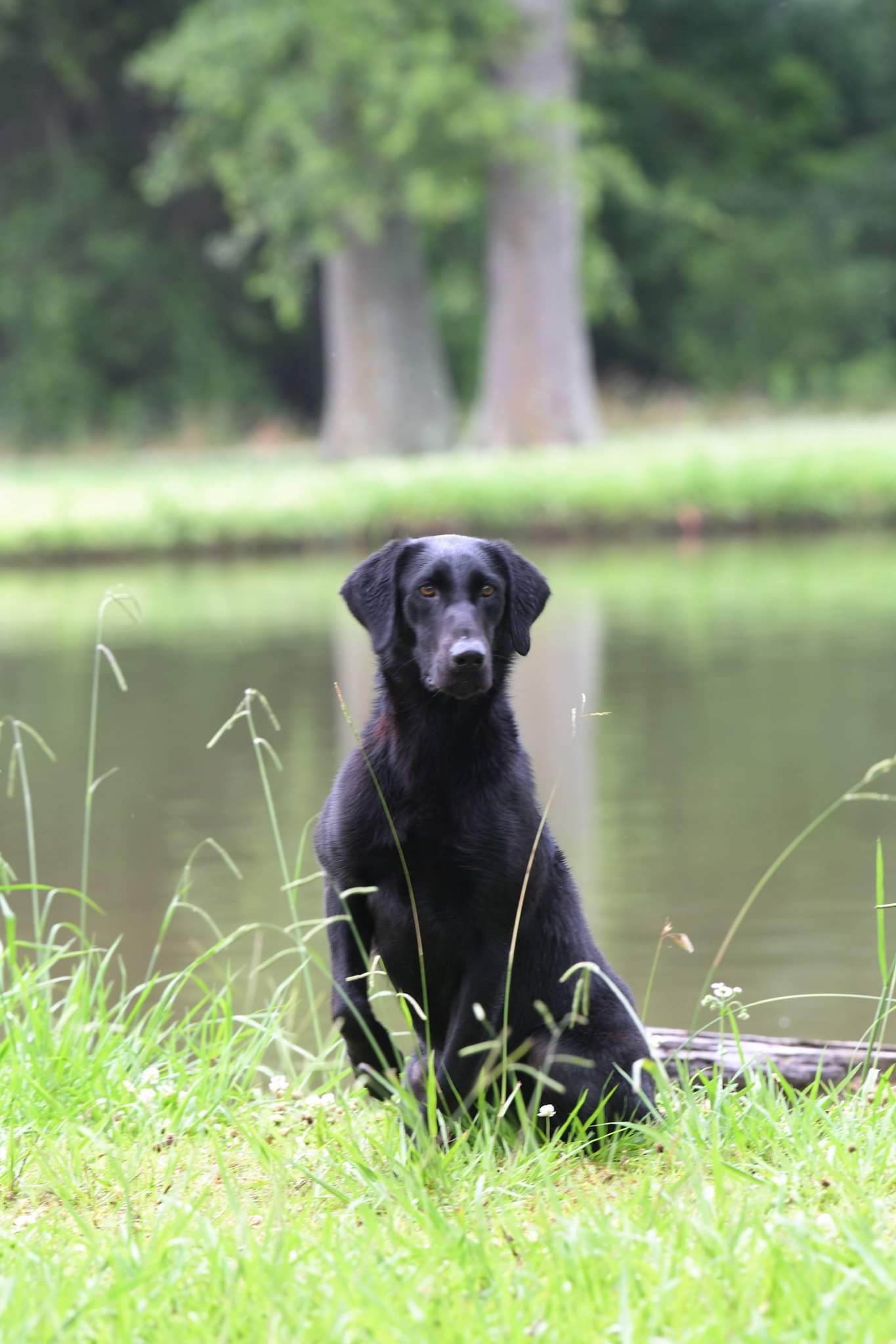 HRCH Switch Hitter’s Royal Flush SH | Black Labrador Retriver