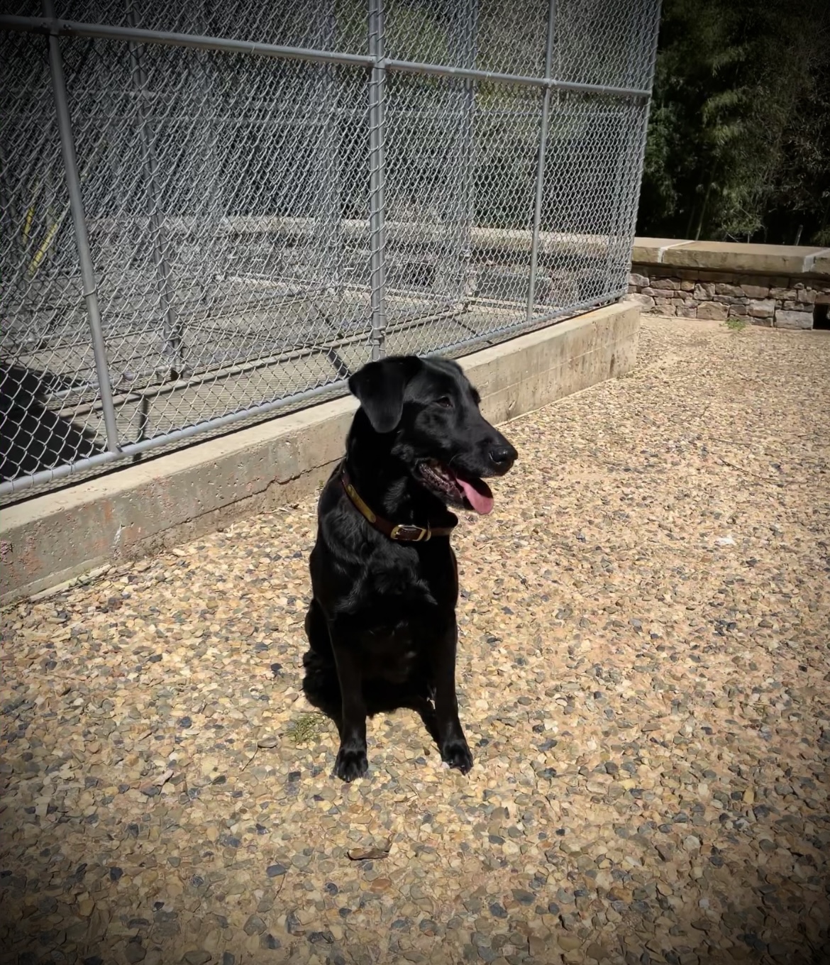 On The Wings Of Flair | Black Labrador Retriver