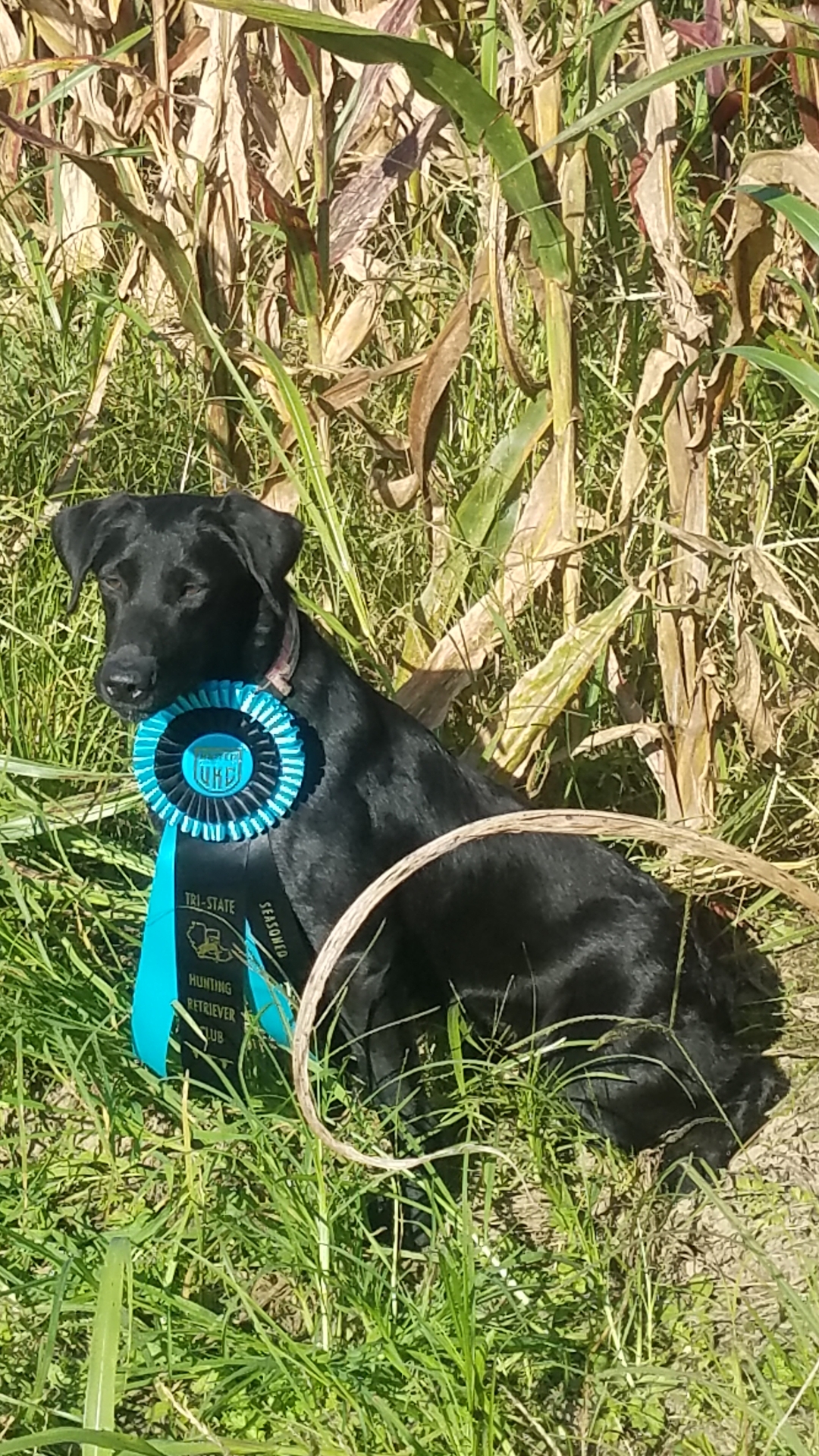 HR Mossycreek's Kickem In The Jewels JH | Black Labrador Retriver