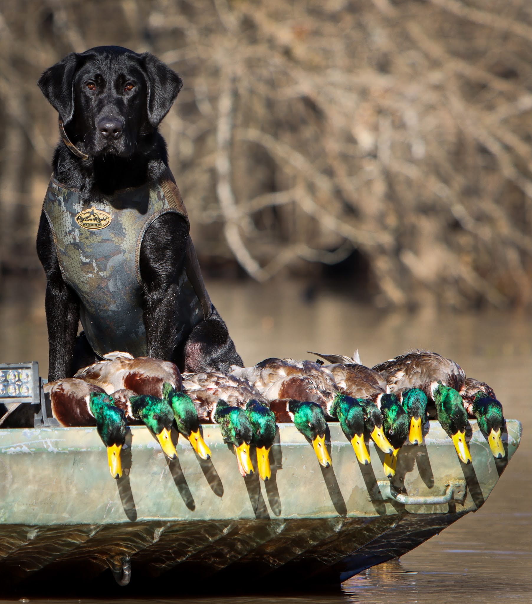 Retriever Ridge's Family Tradition | Black Labrador Retriver